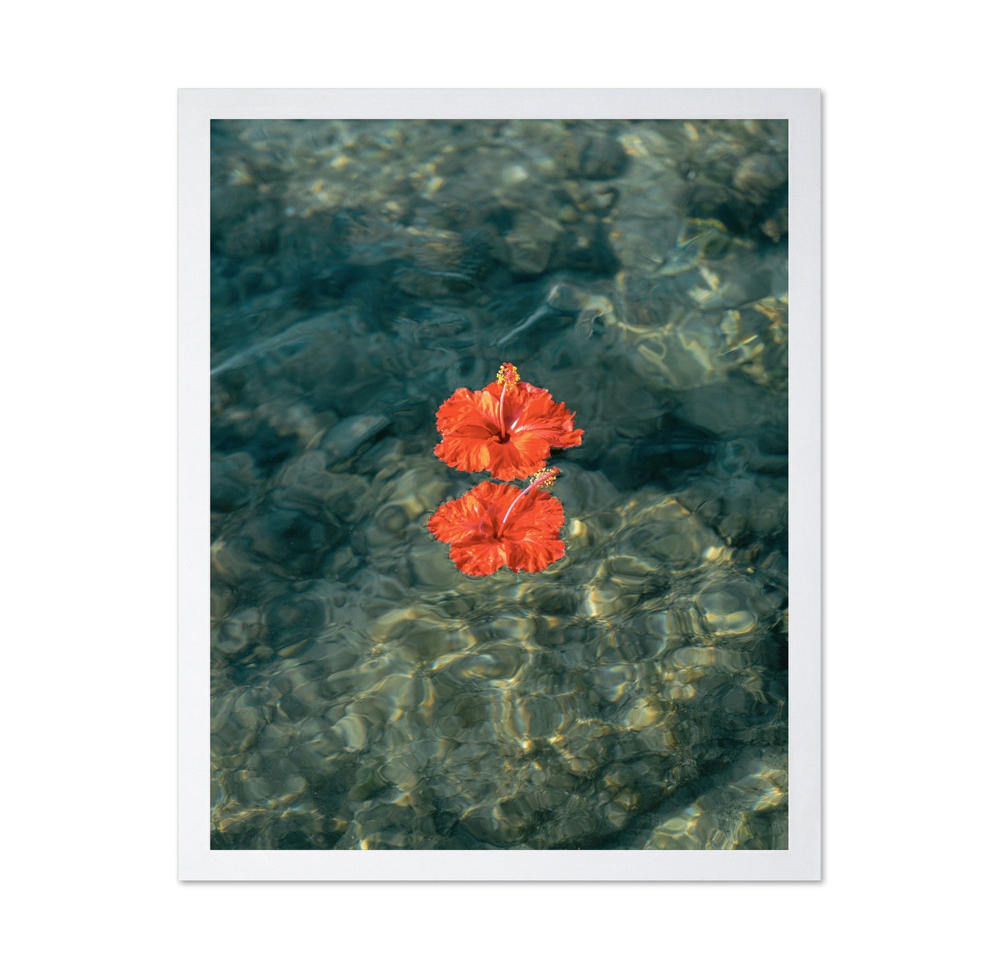 Crimson Hibiscus Drift