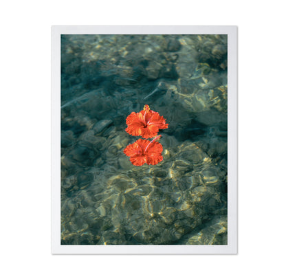 Crimson Hibiscus Drift