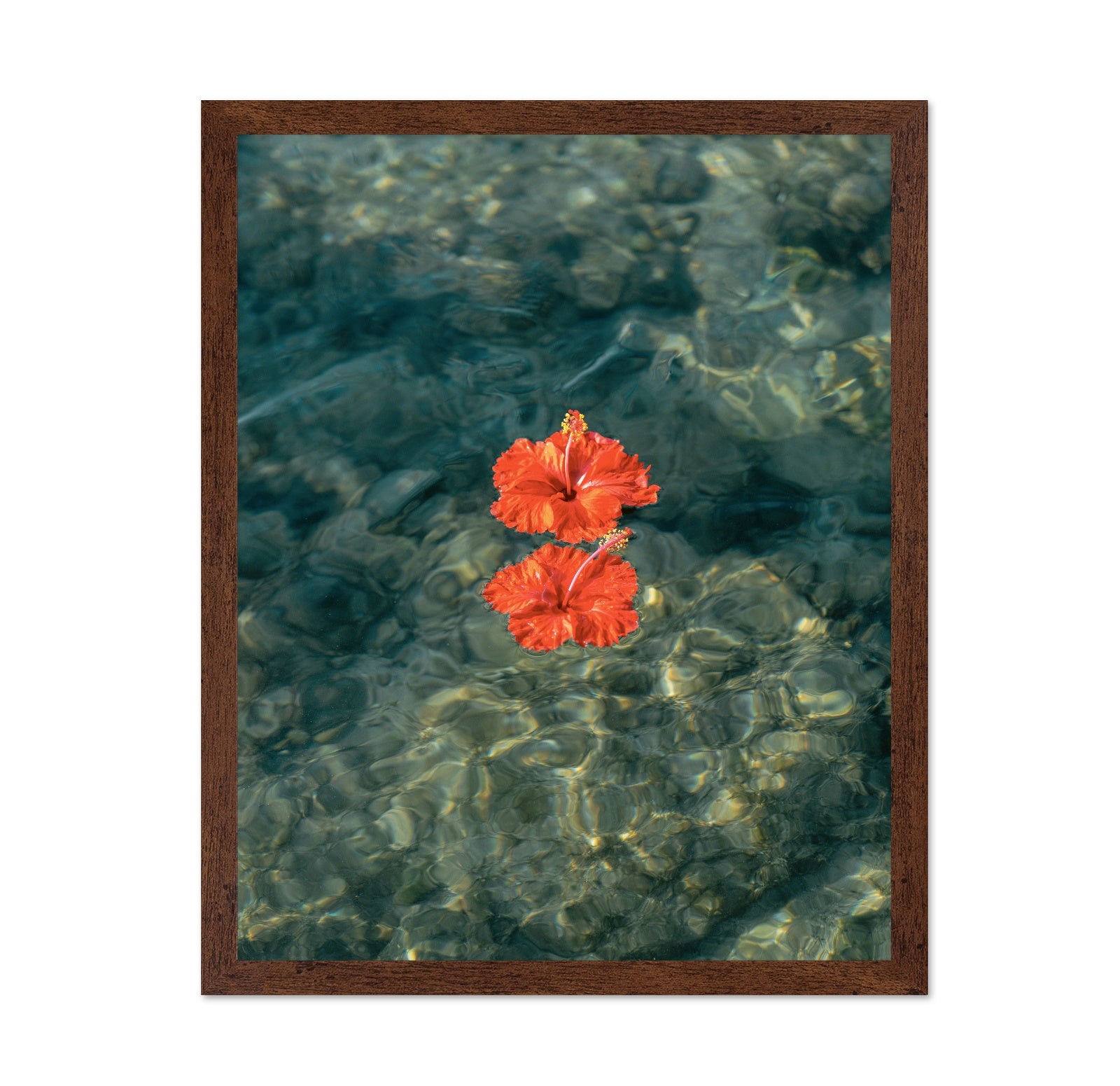 Crimson Hibiscus Drift