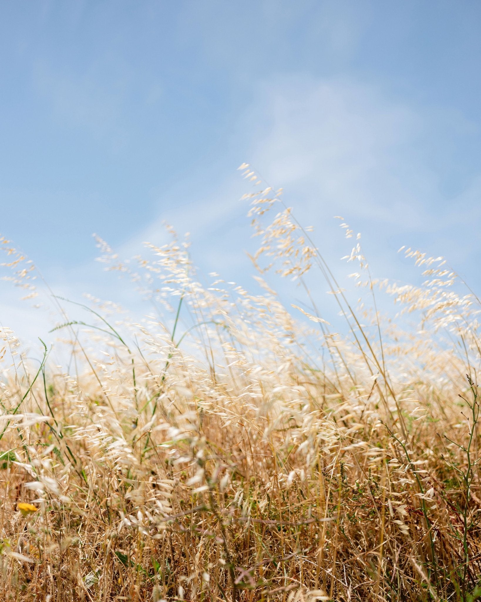Golden Field Breeze