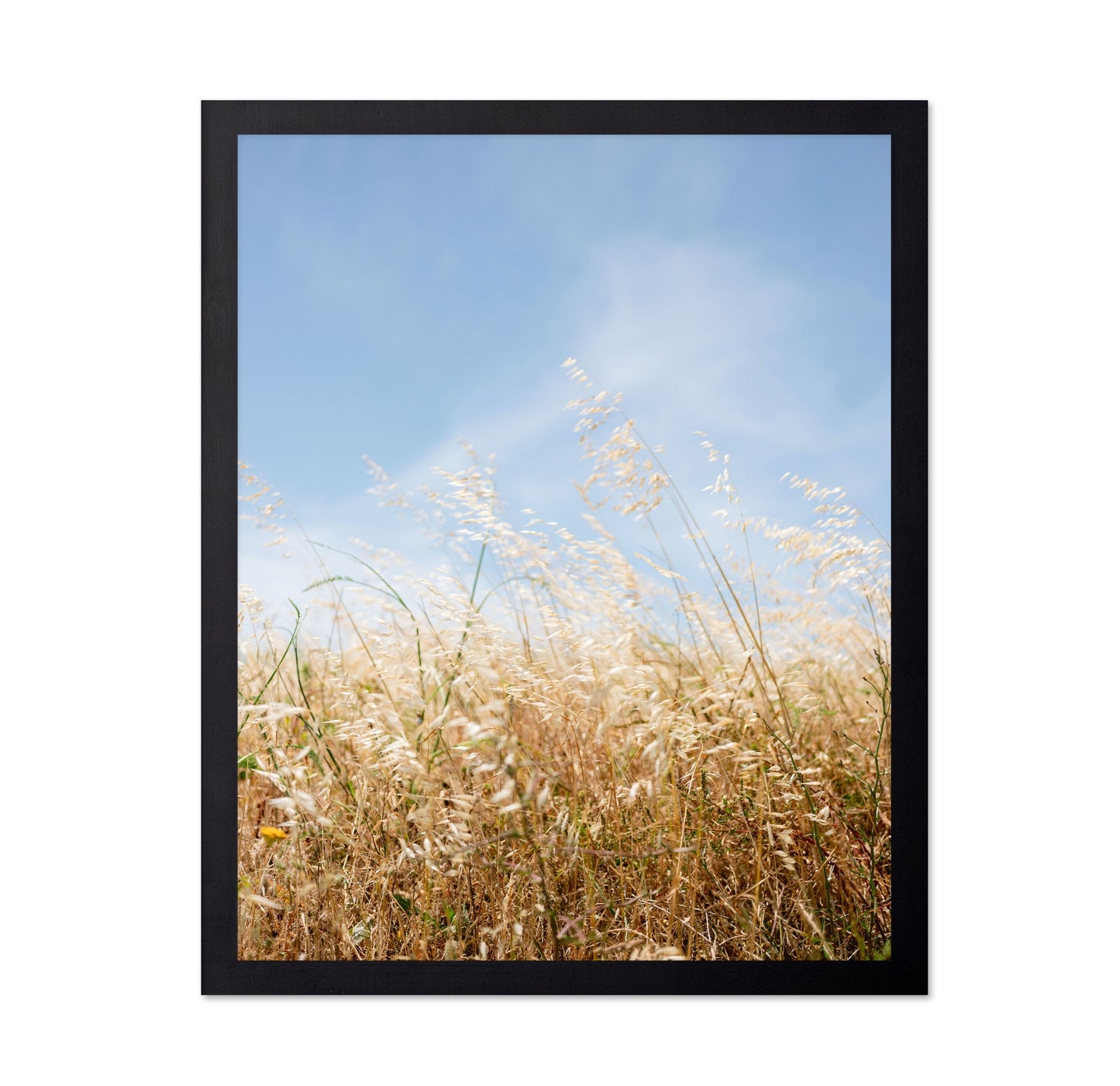 Golden Field Breeze