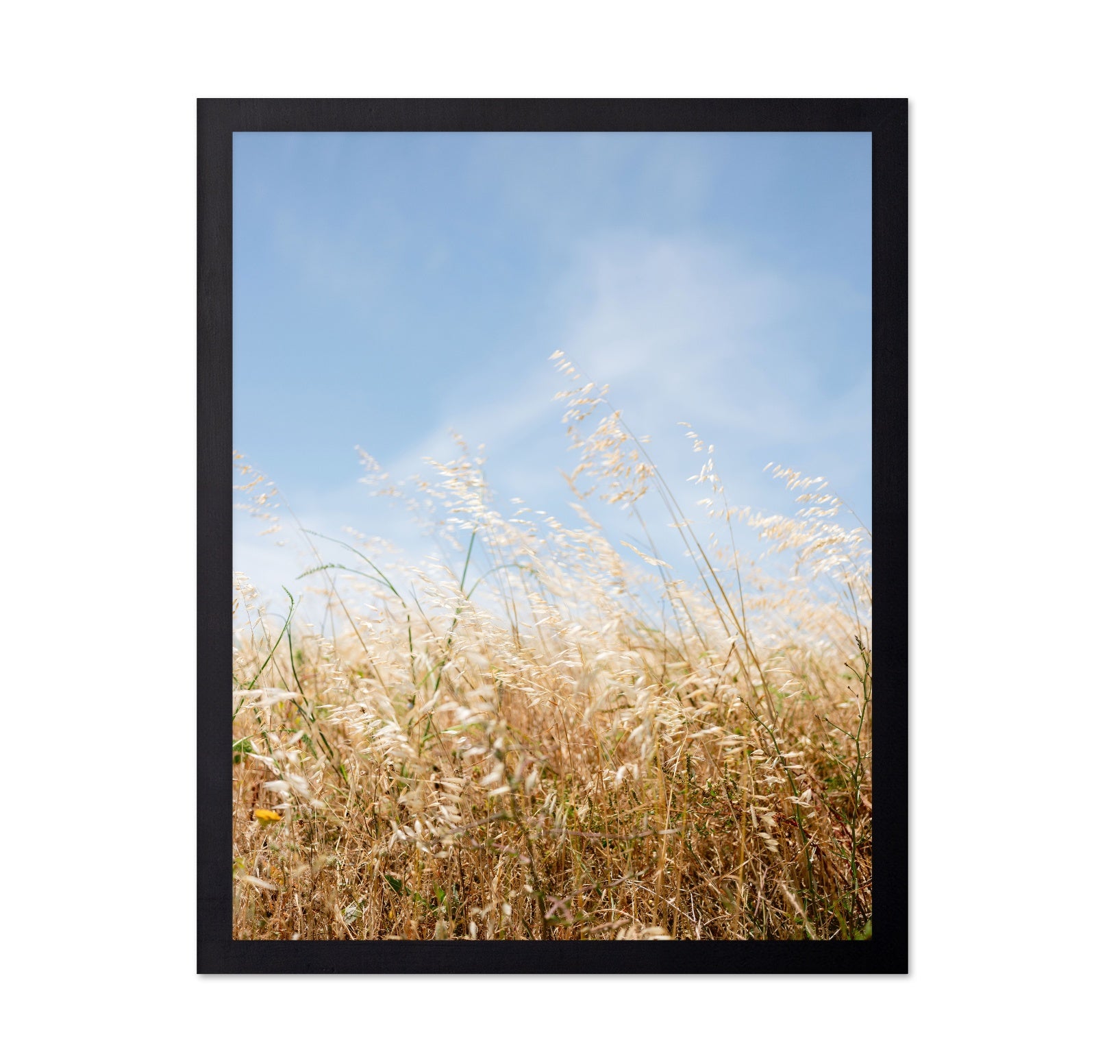 Golden Field Breeze