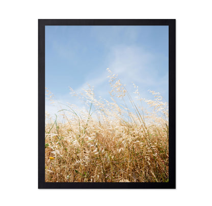 Golden Field Breeze