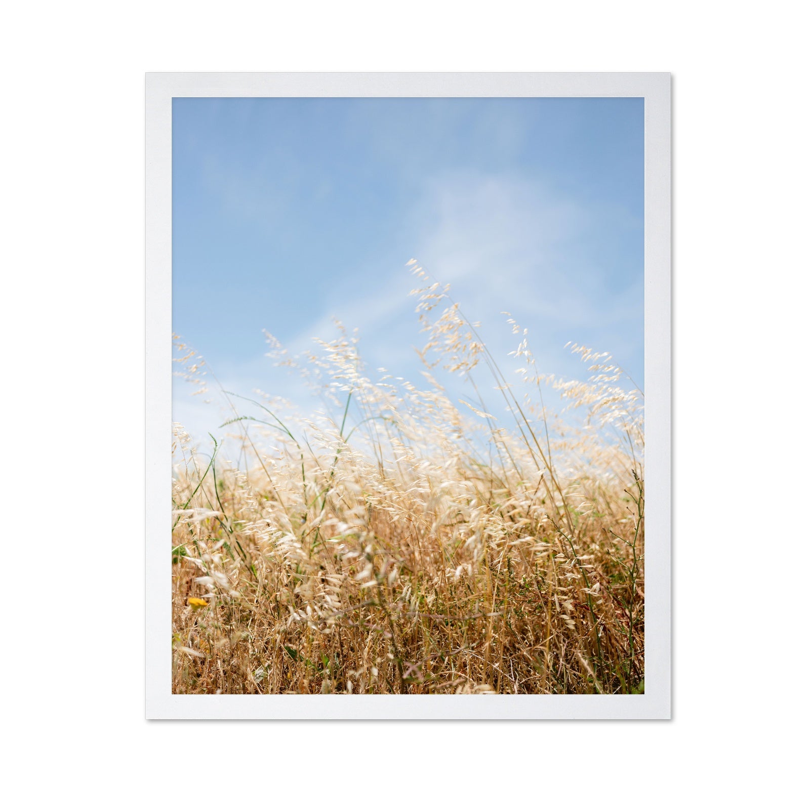 Golden Field Breeze