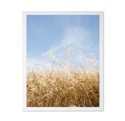 Golden Field Breeze
