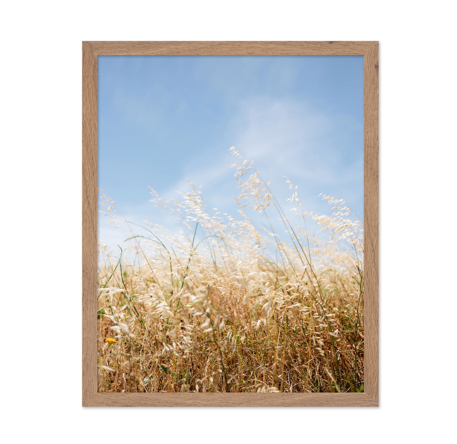 Golden Field Breeze