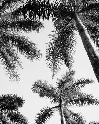 Palm Sky View No1