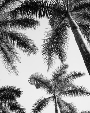 Palm Sky View No1