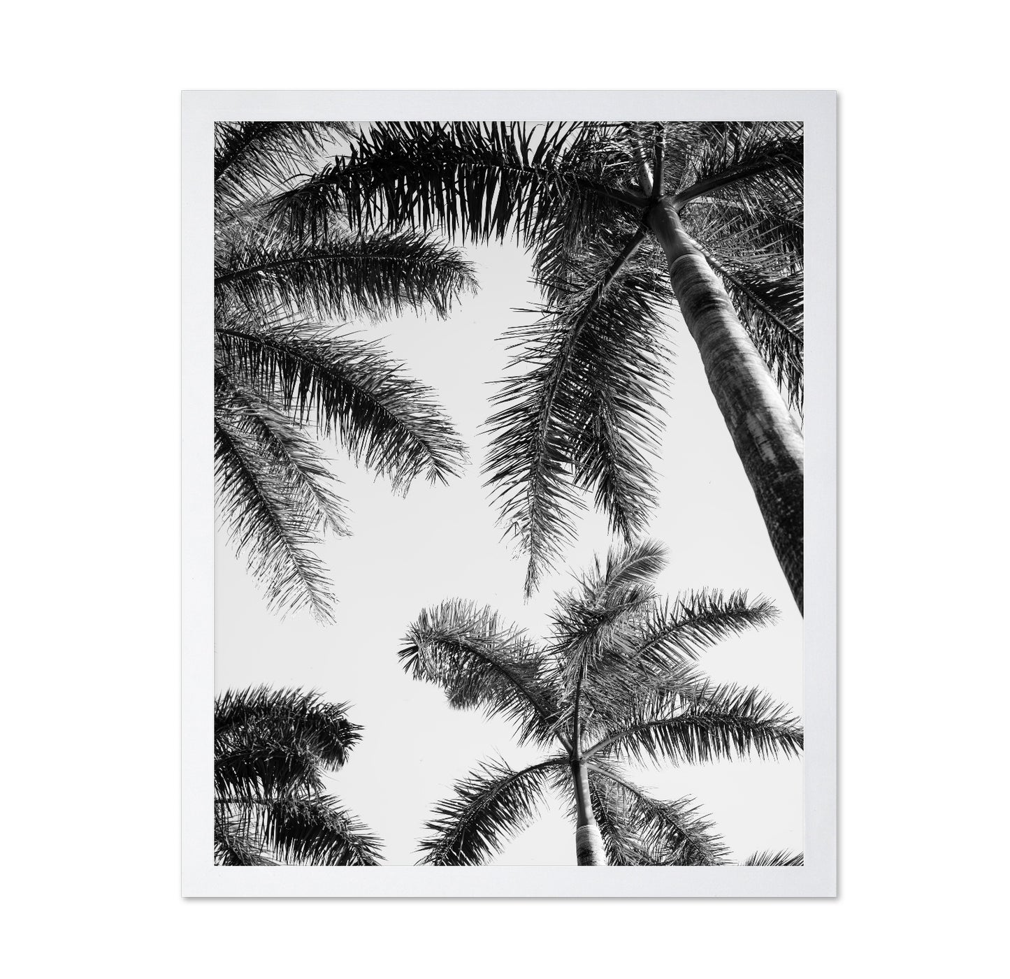 Palm Sky View No1