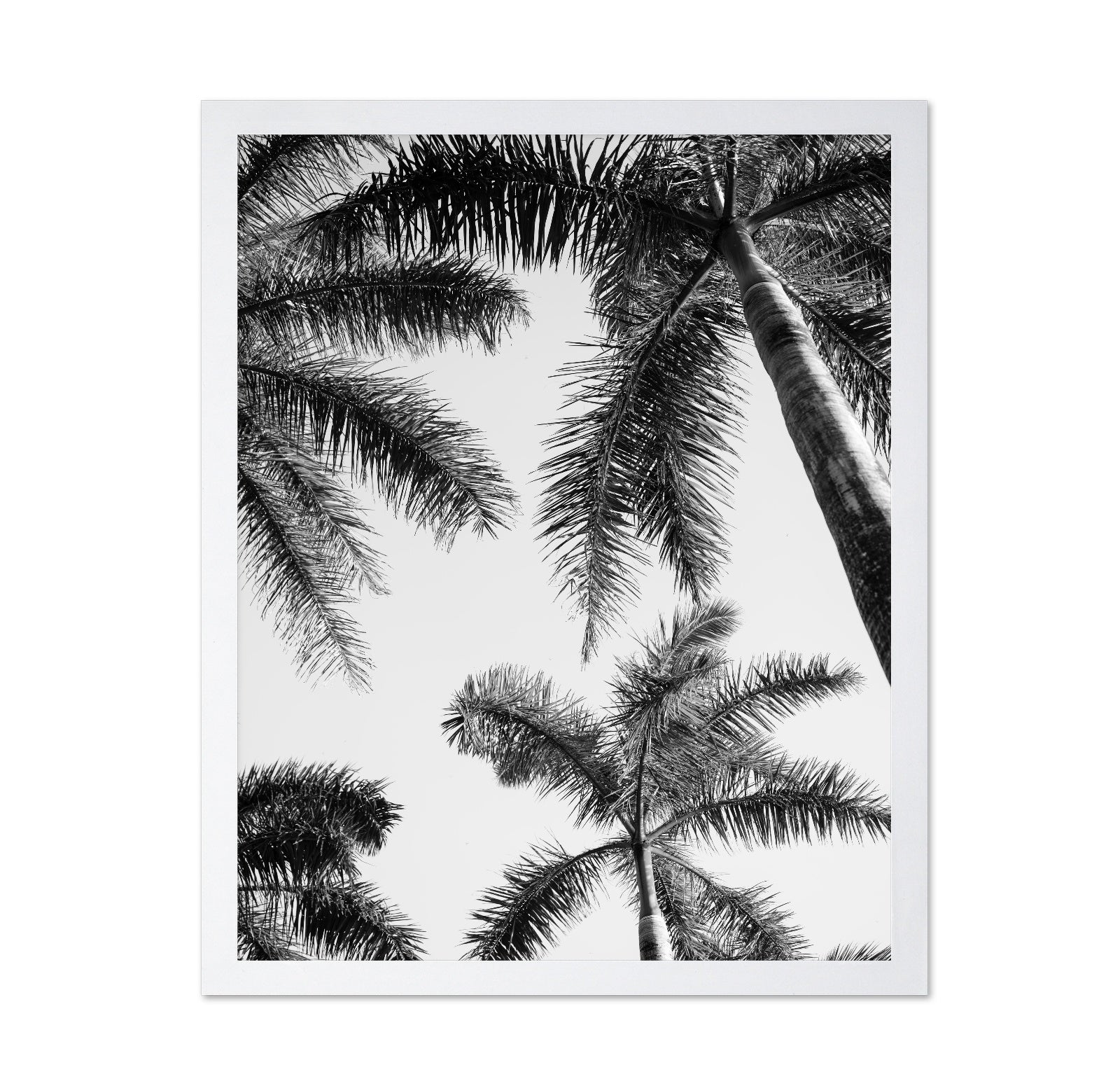 Palm Sky View No1