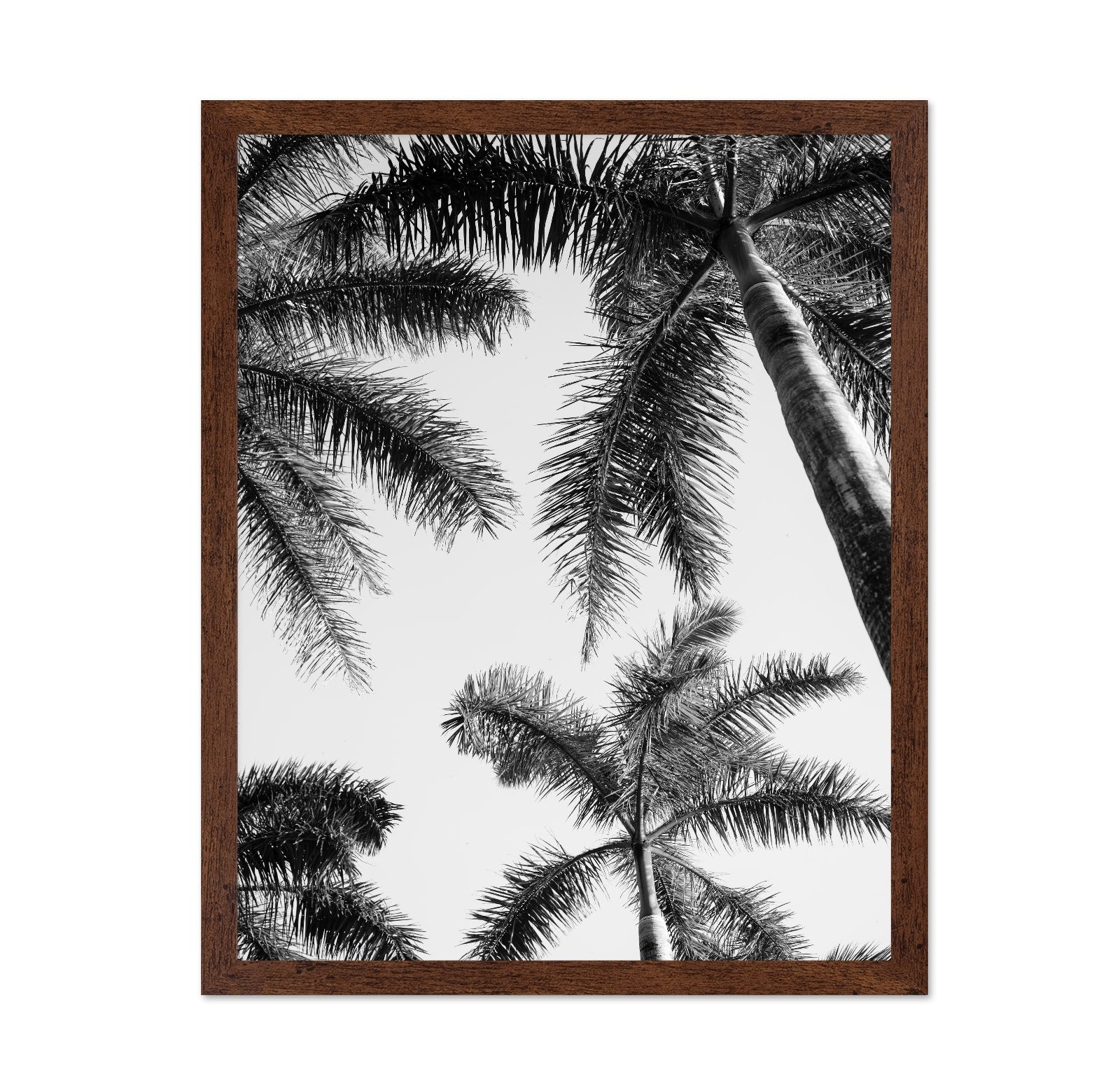 Palm Sky View No1