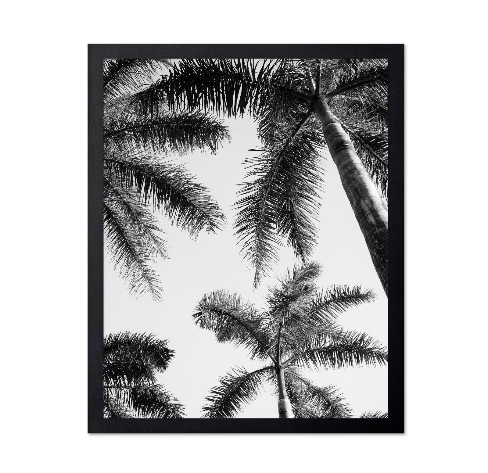 Palm Sky View No1