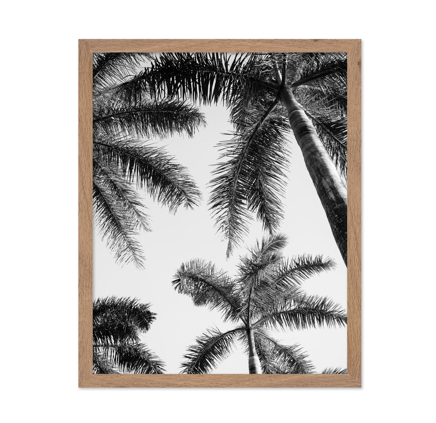 Palm Sky View No1