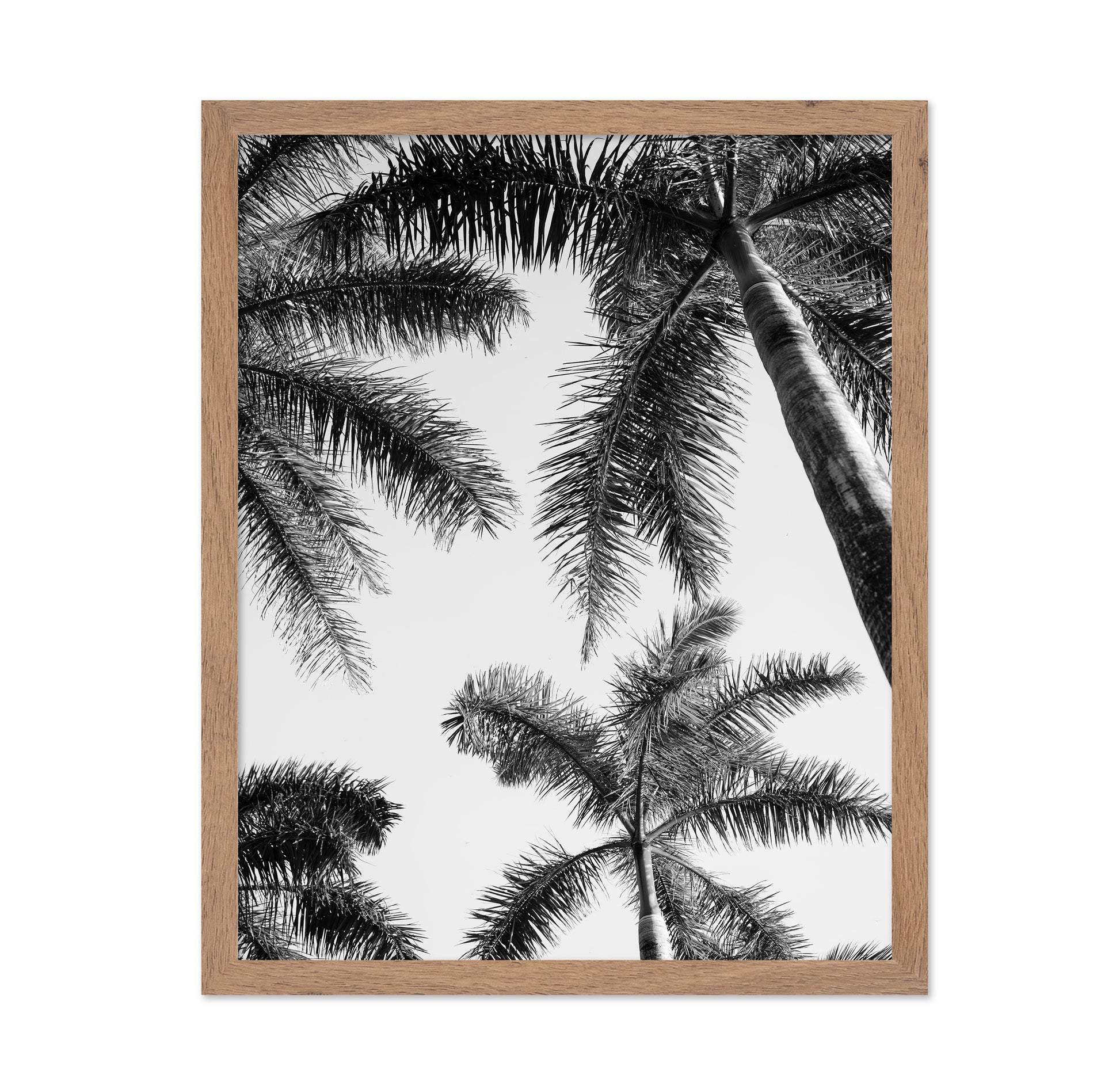 Palm Sky View No1