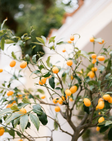 Citrus Garden Glow