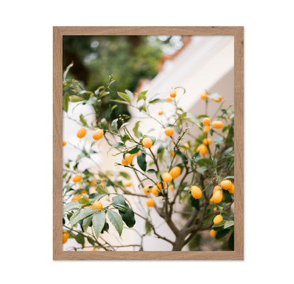 Citrus Garden Glow