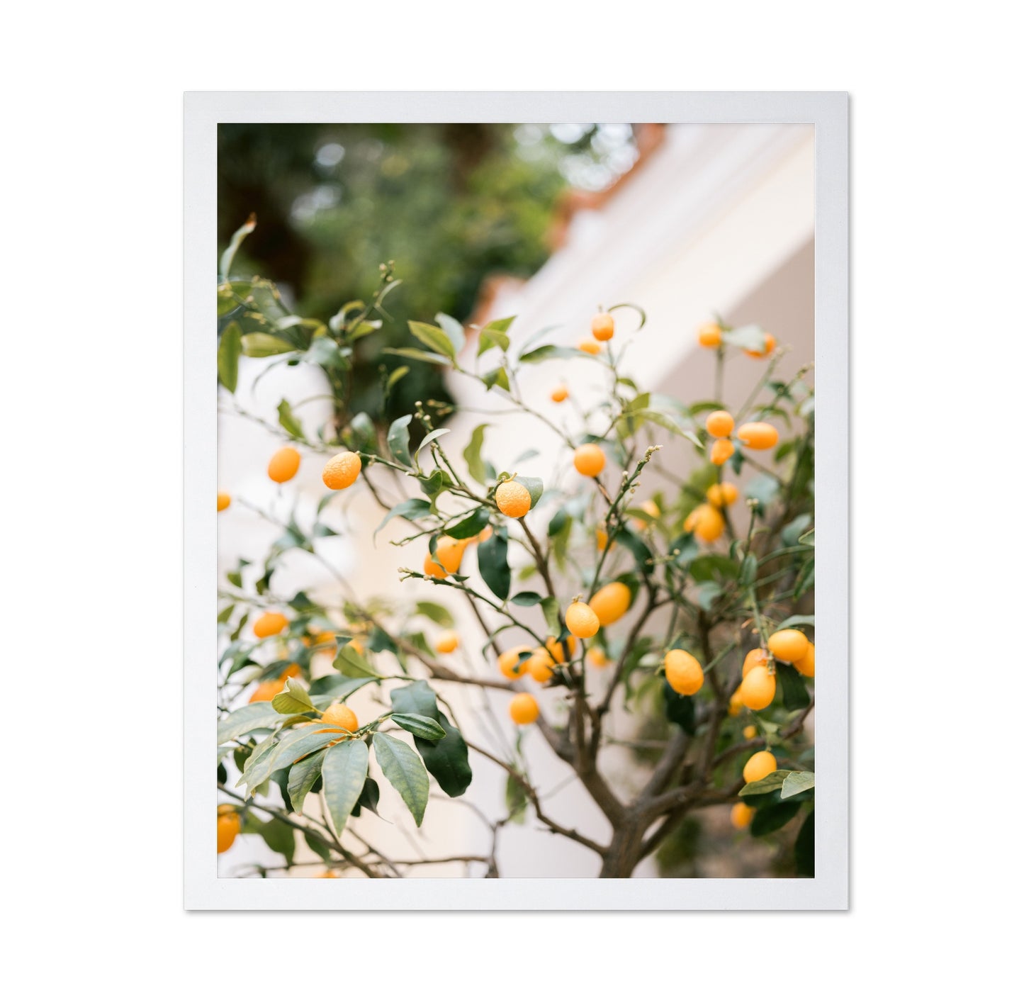 Citrus Garden Glow