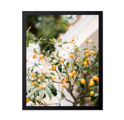 Citrus Garden Glow