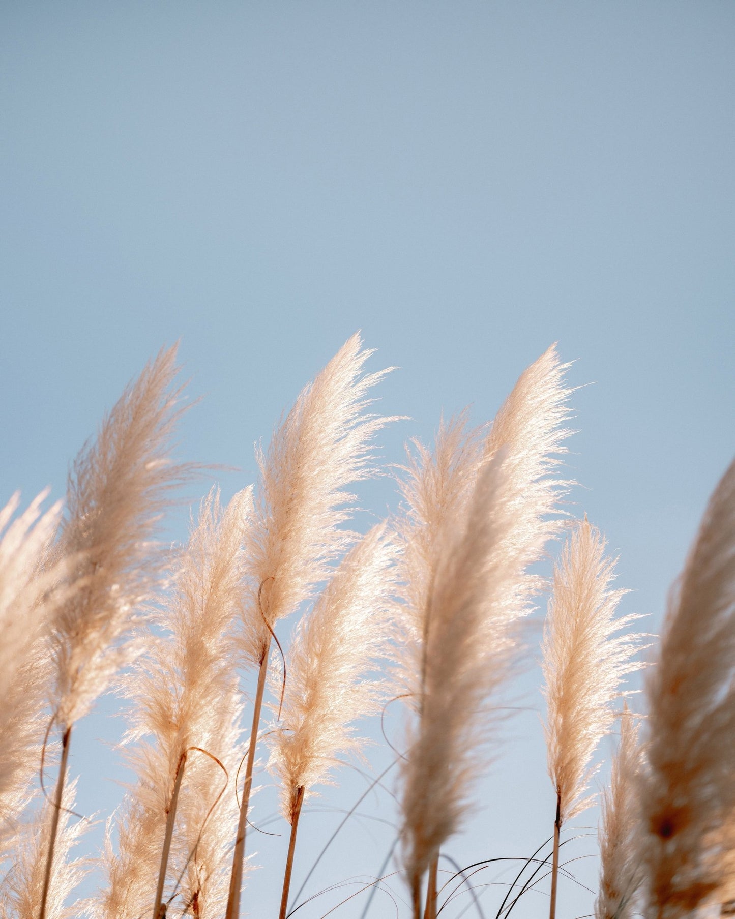 Soft Pampas Sky