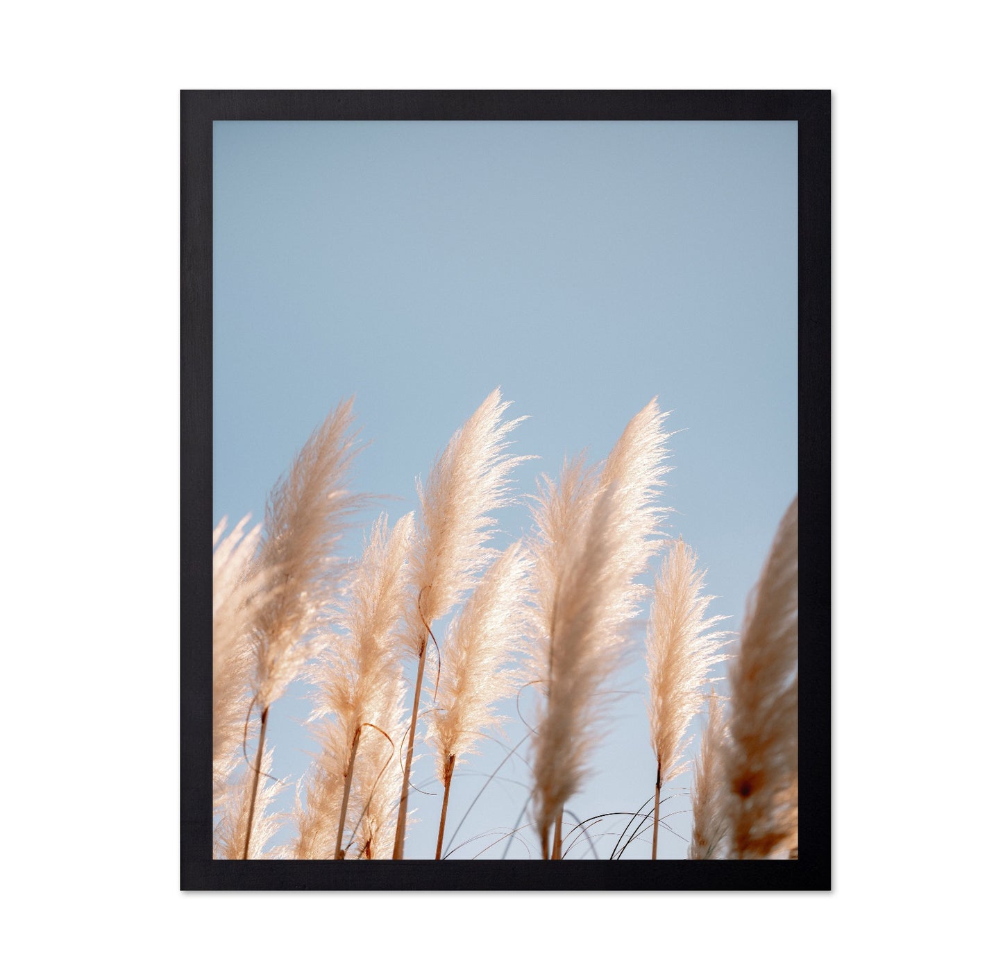 Soft Pampas Sky