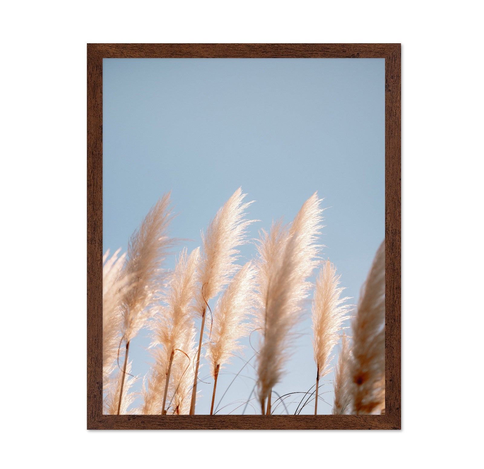 Soft Pampas Sky