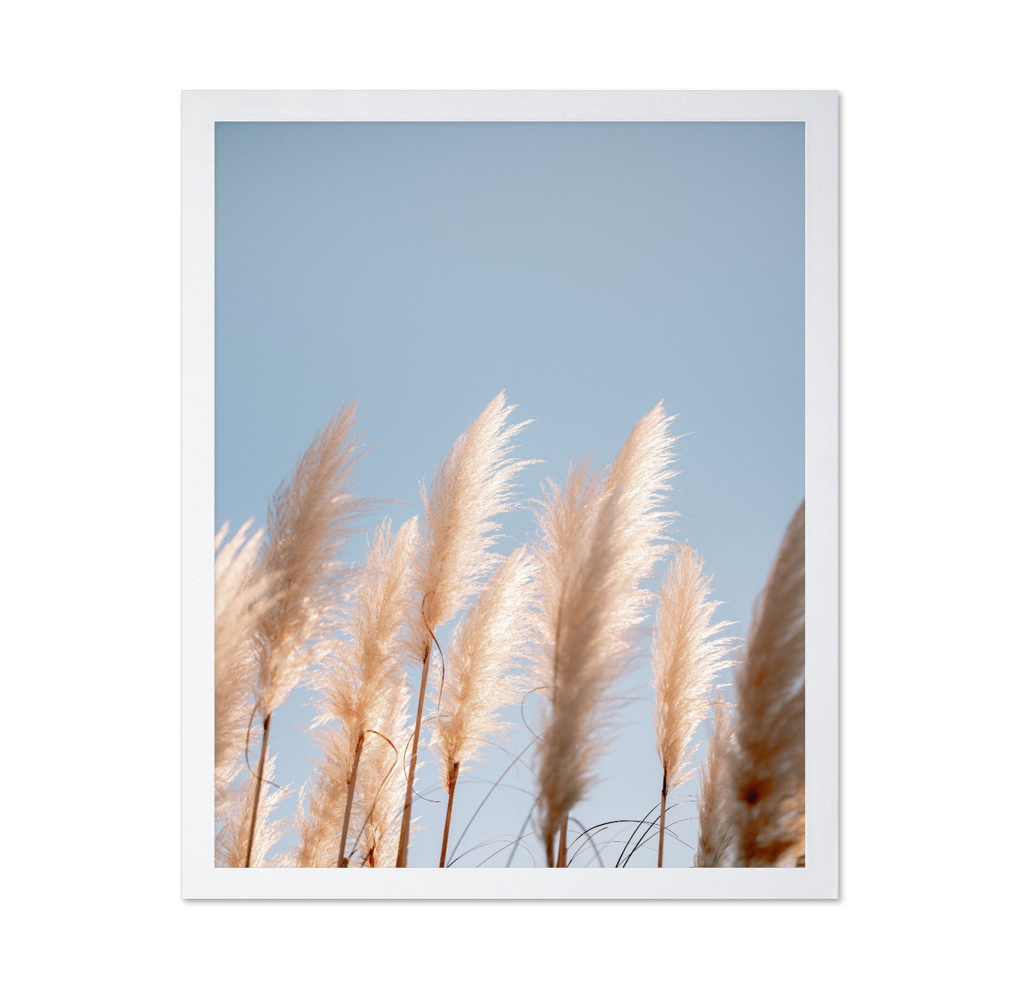 Soft Pampas Sky
