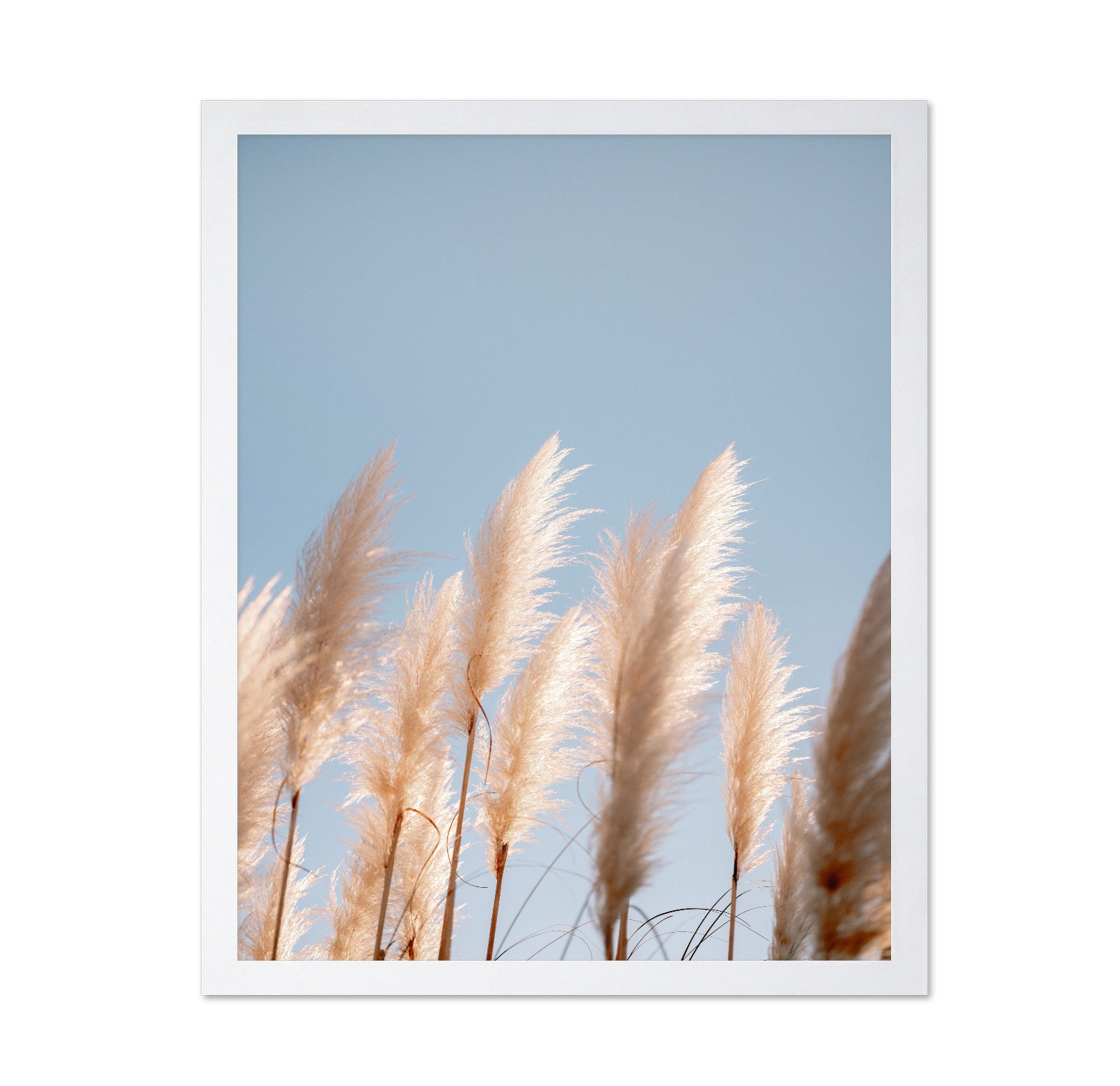 Soft Pampas Sky