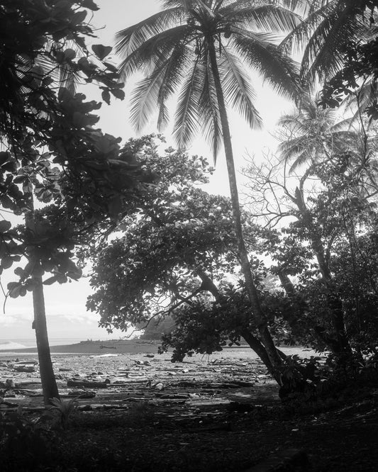 Tropical Palm Shore