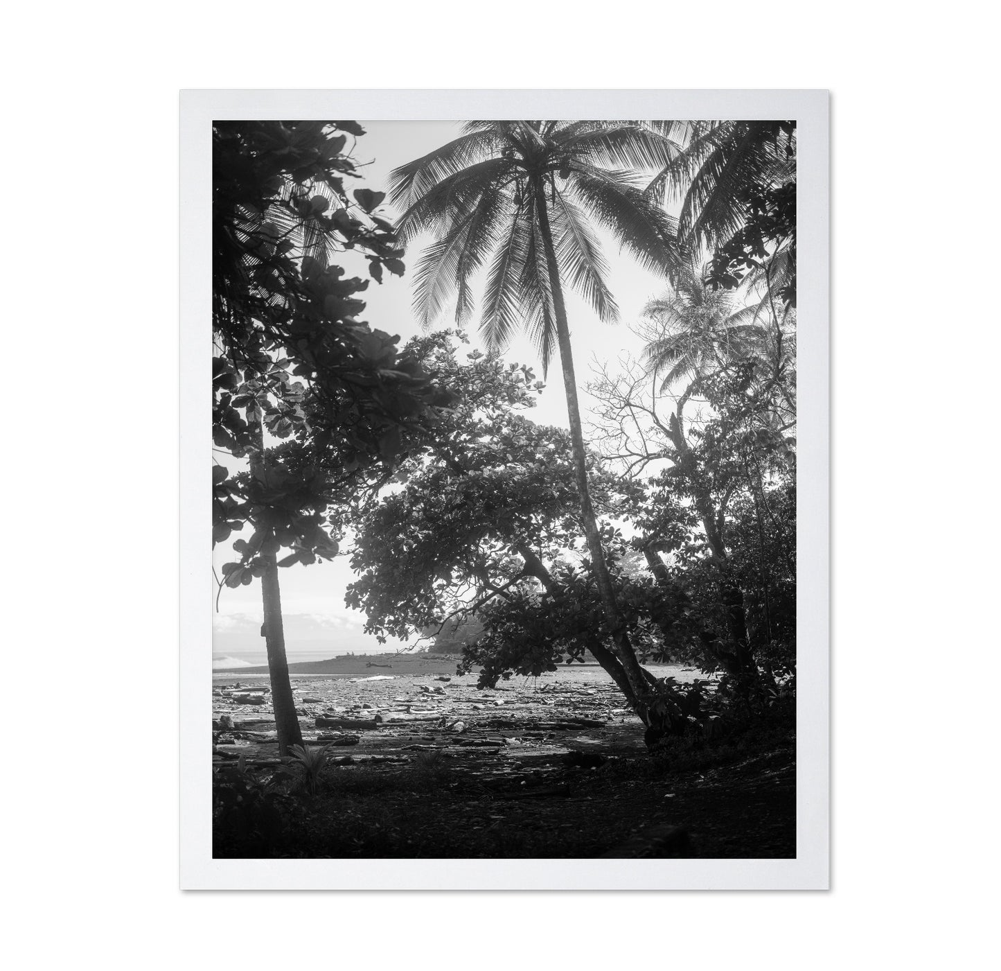 Tropical Palm Shore