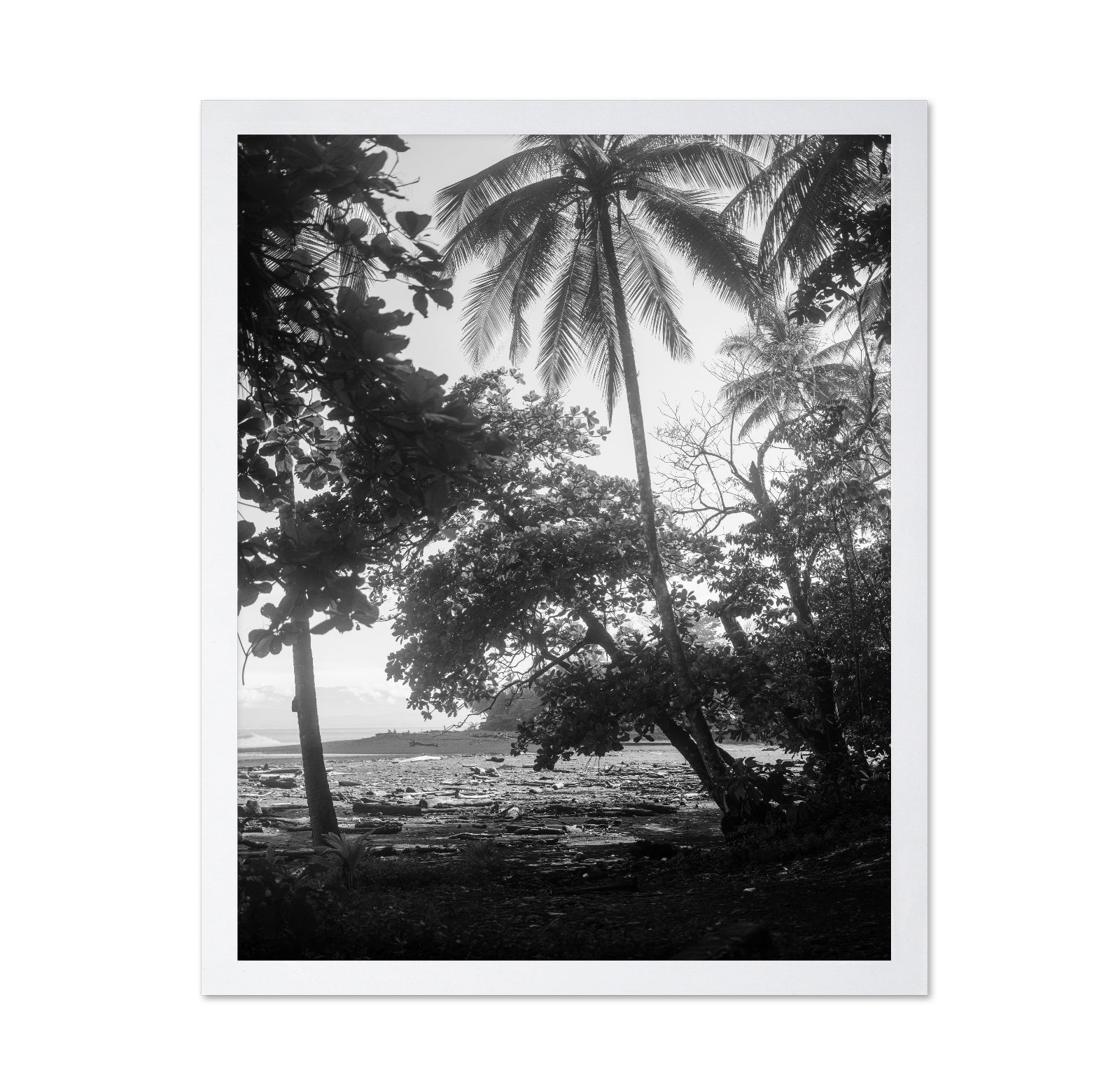 Tropical Palm Shore