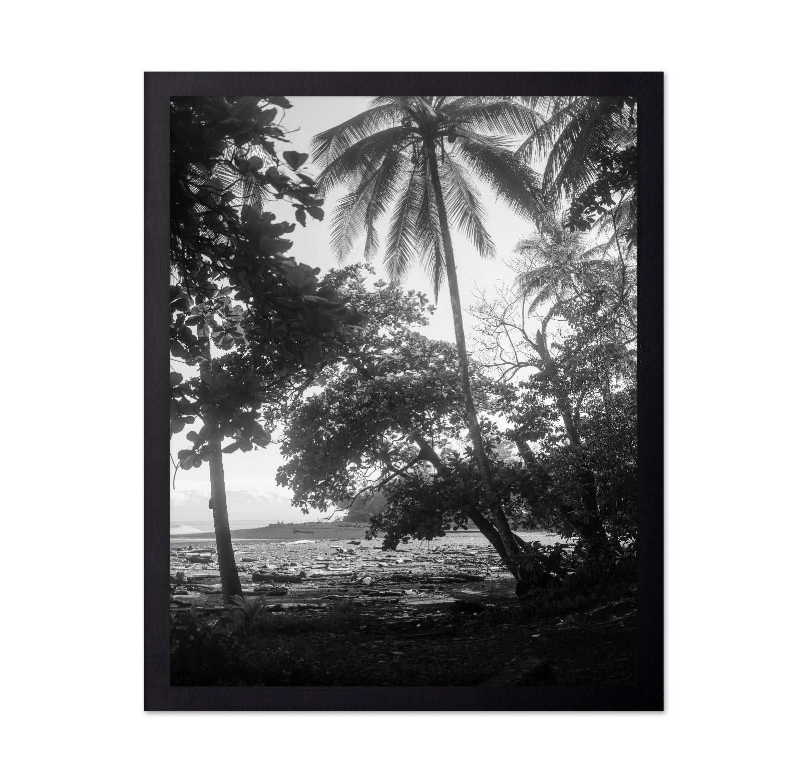 Tropical Palm Shore