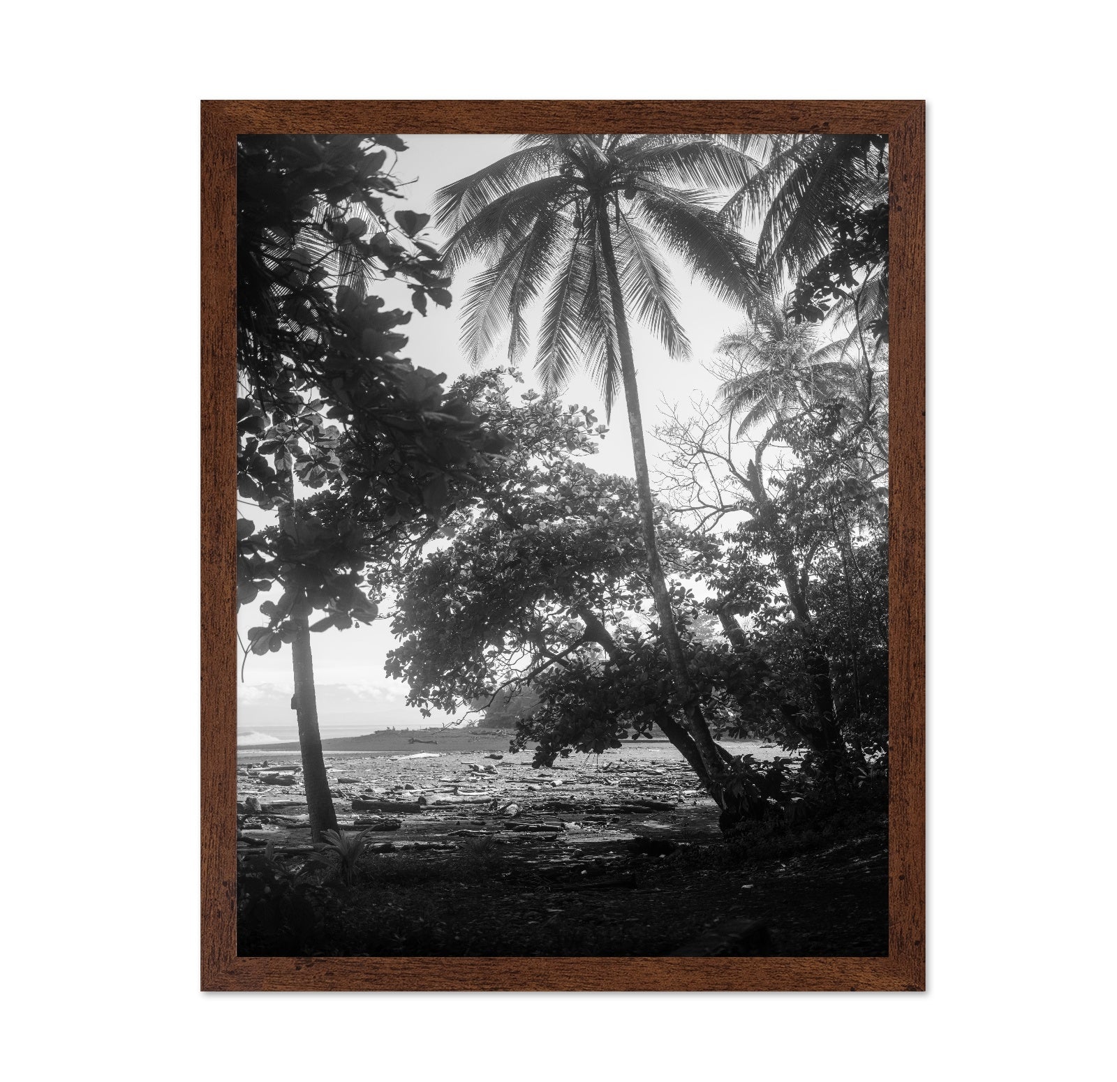 Tropical Palm Shore