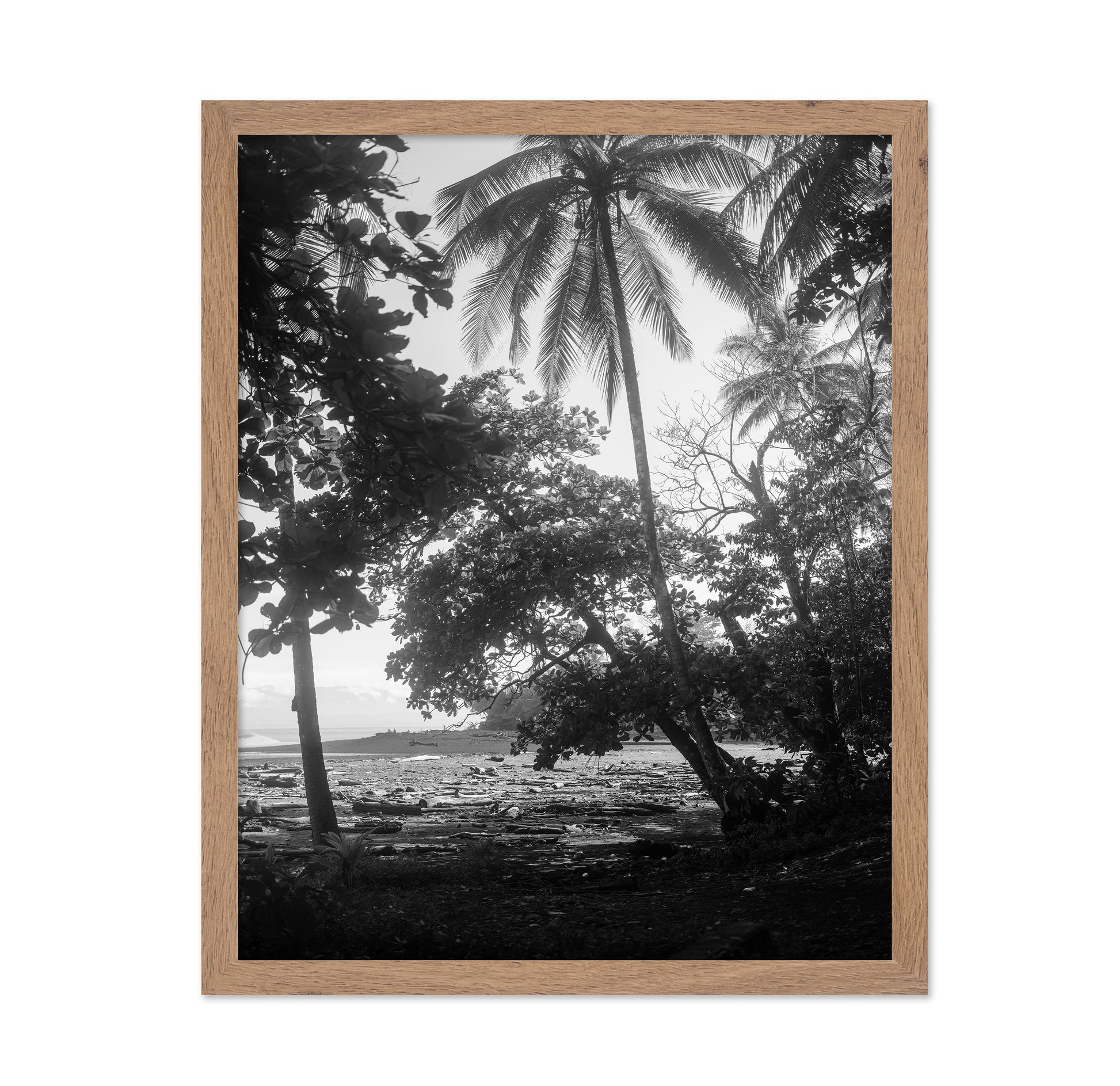 Tropical Palm Shore