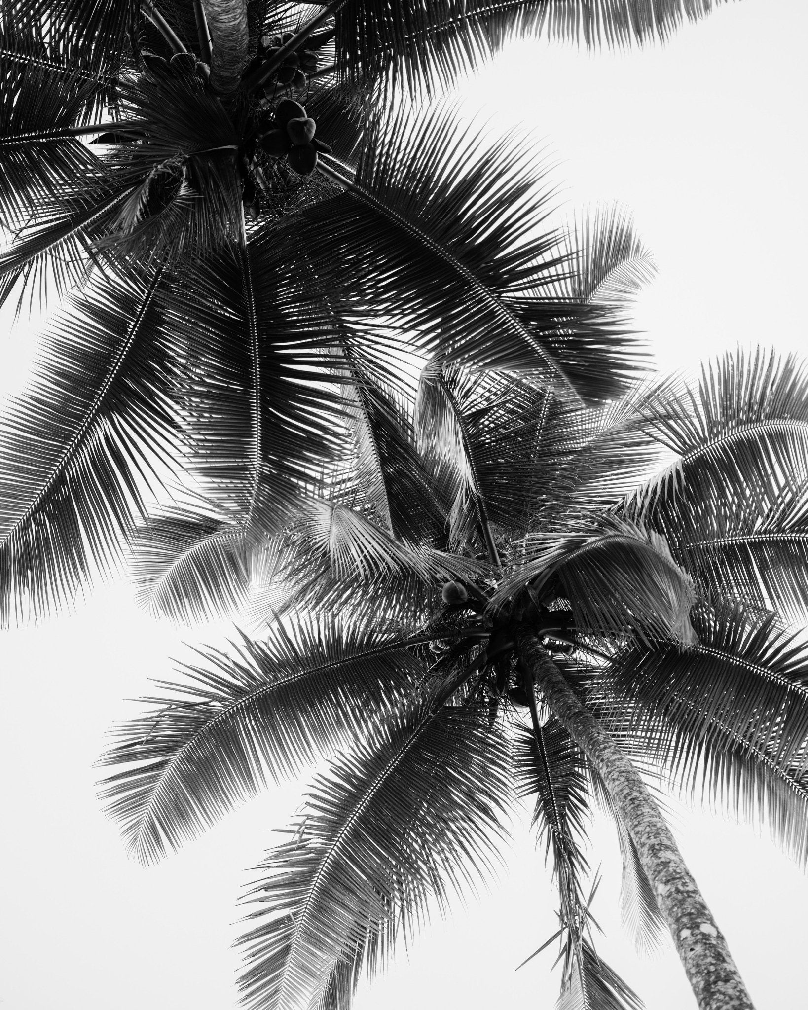 Palm Sky Silhouette No1