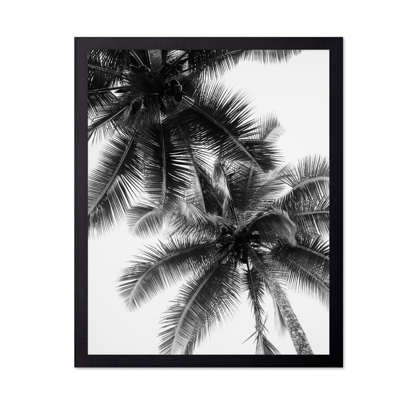 Palm Sky Silhouette No1