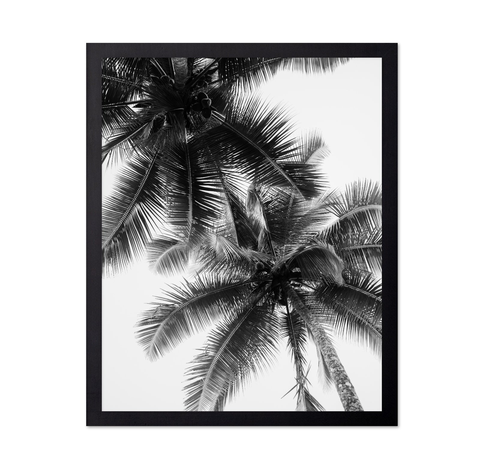 Palm Sky Silhouette No1