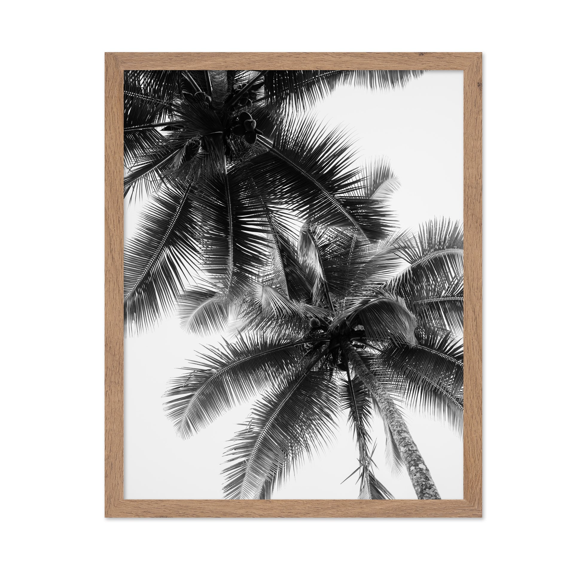 Palm Sky Silhouette No1