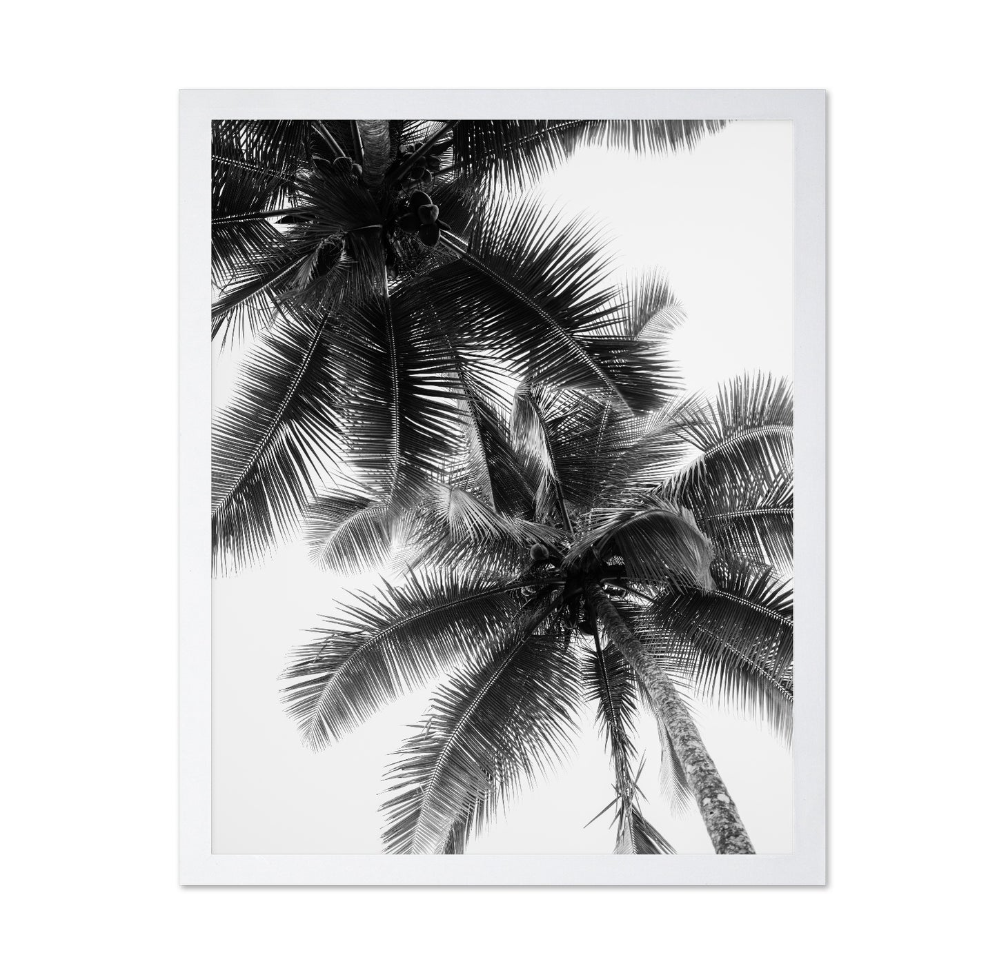 Palm Sky Silhouette No1