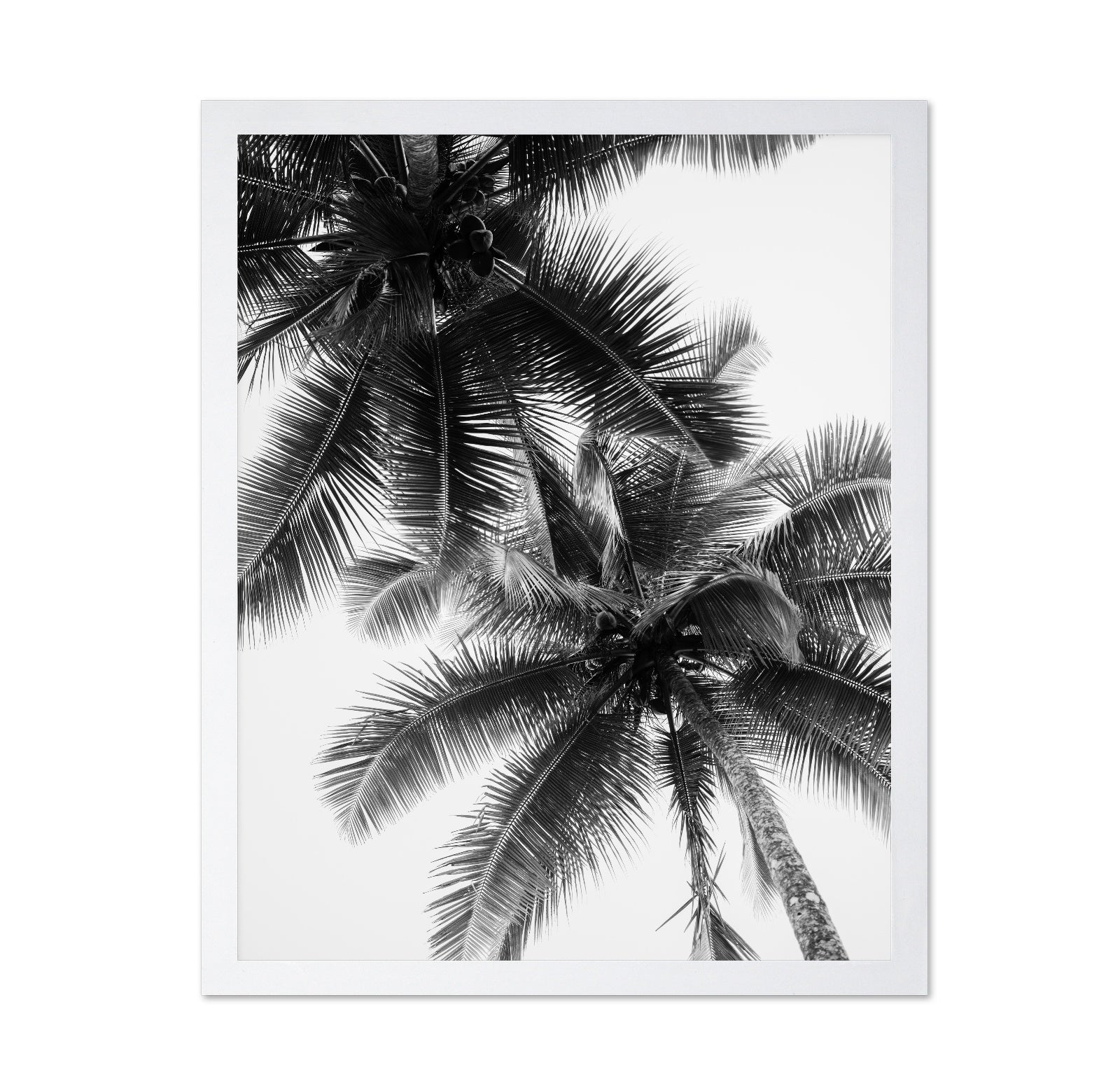Palm Sky Silhouette No1