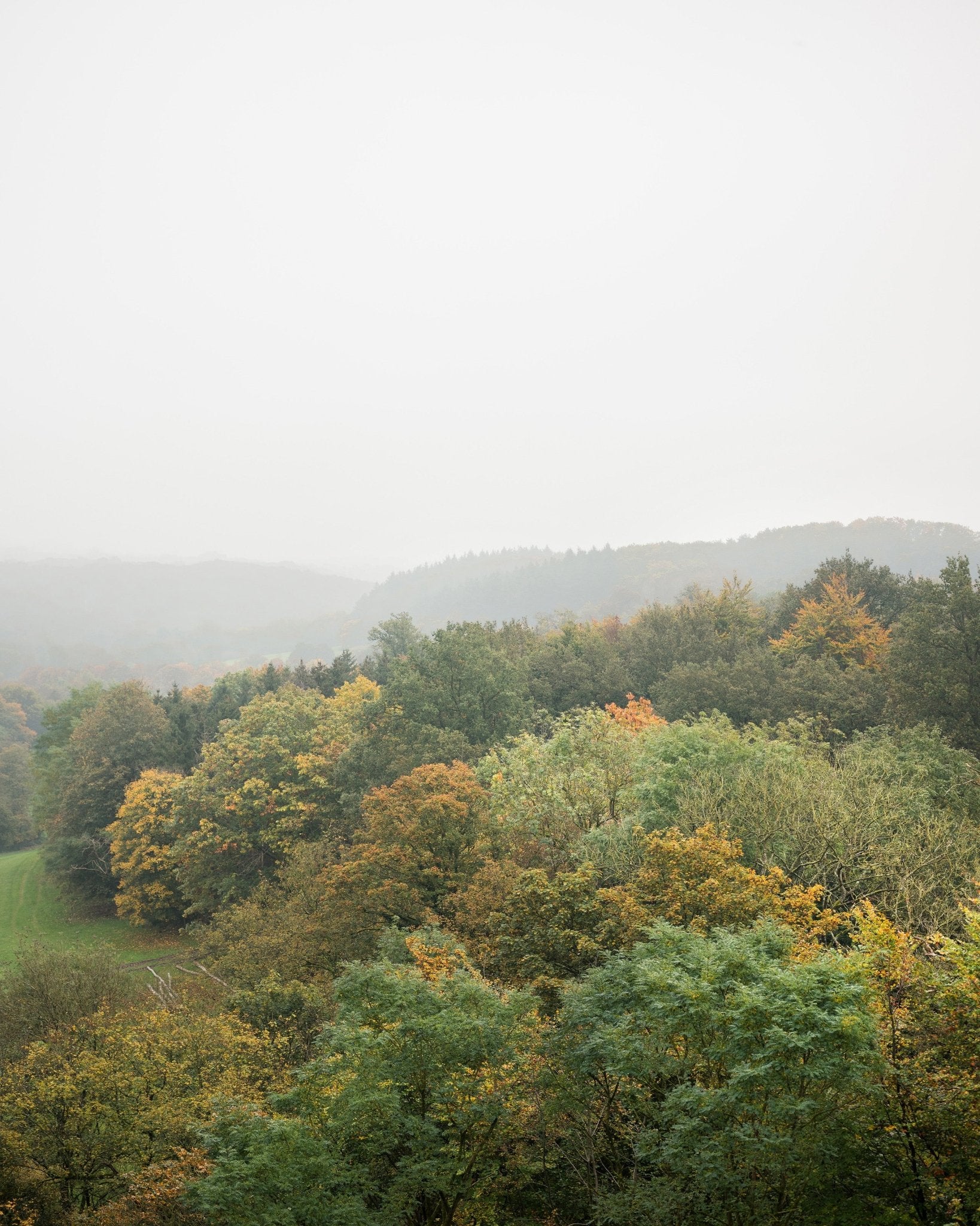 Misty Autumn Forest No2