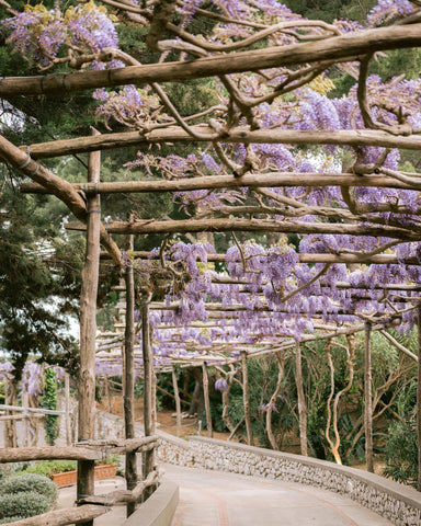 Wisteria Garden Walk