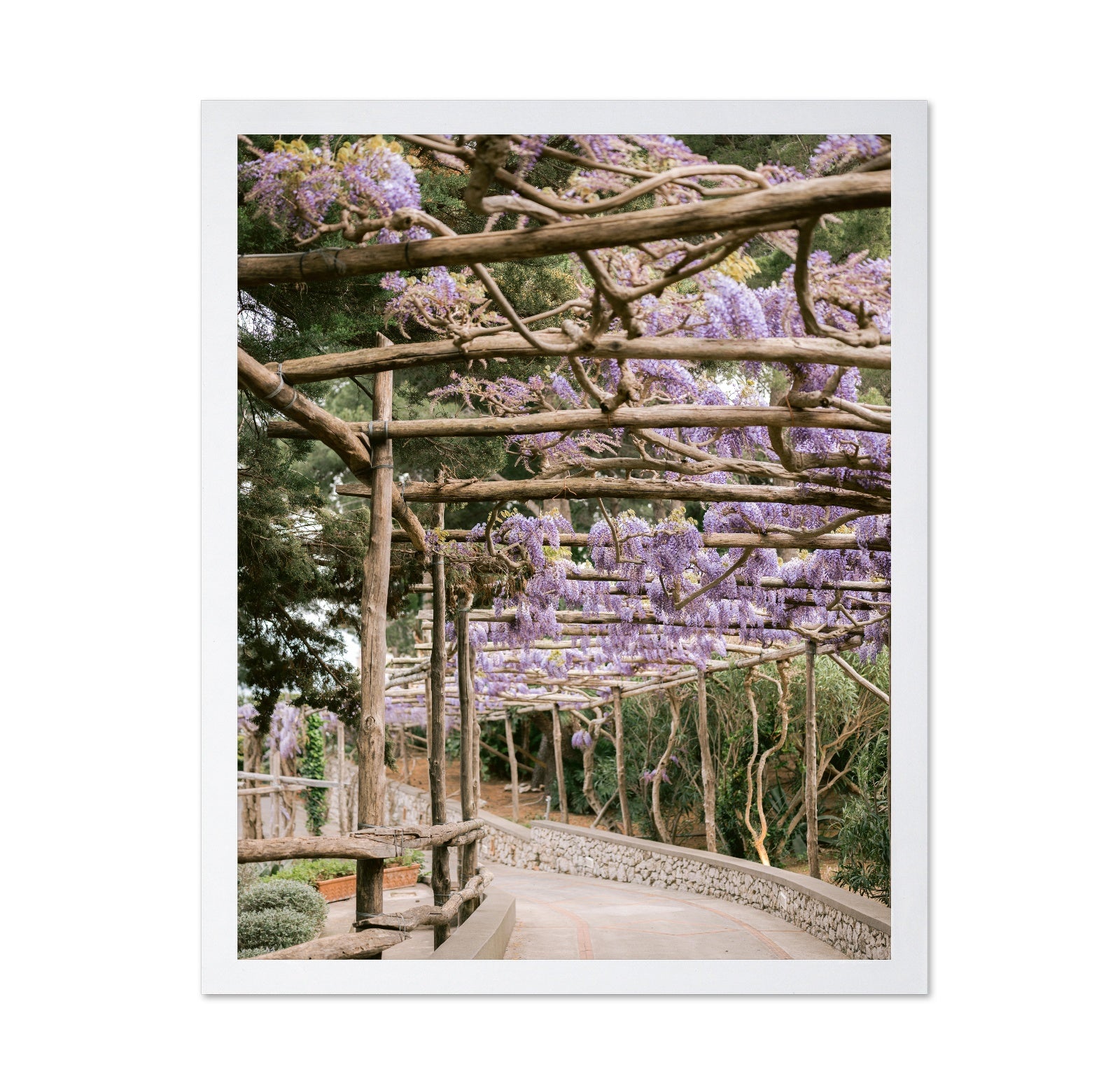 Wisteria Garden Walk