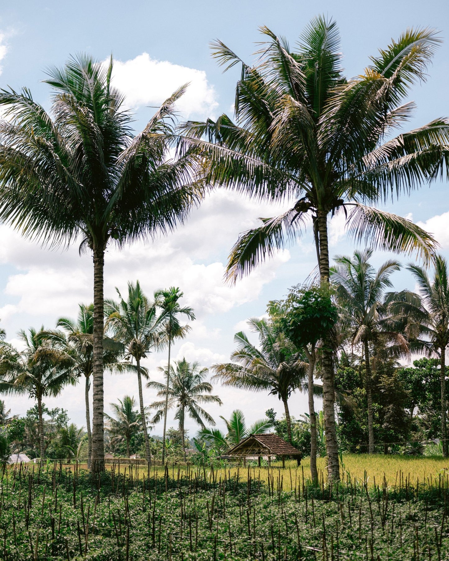 Lombok Palm Grove