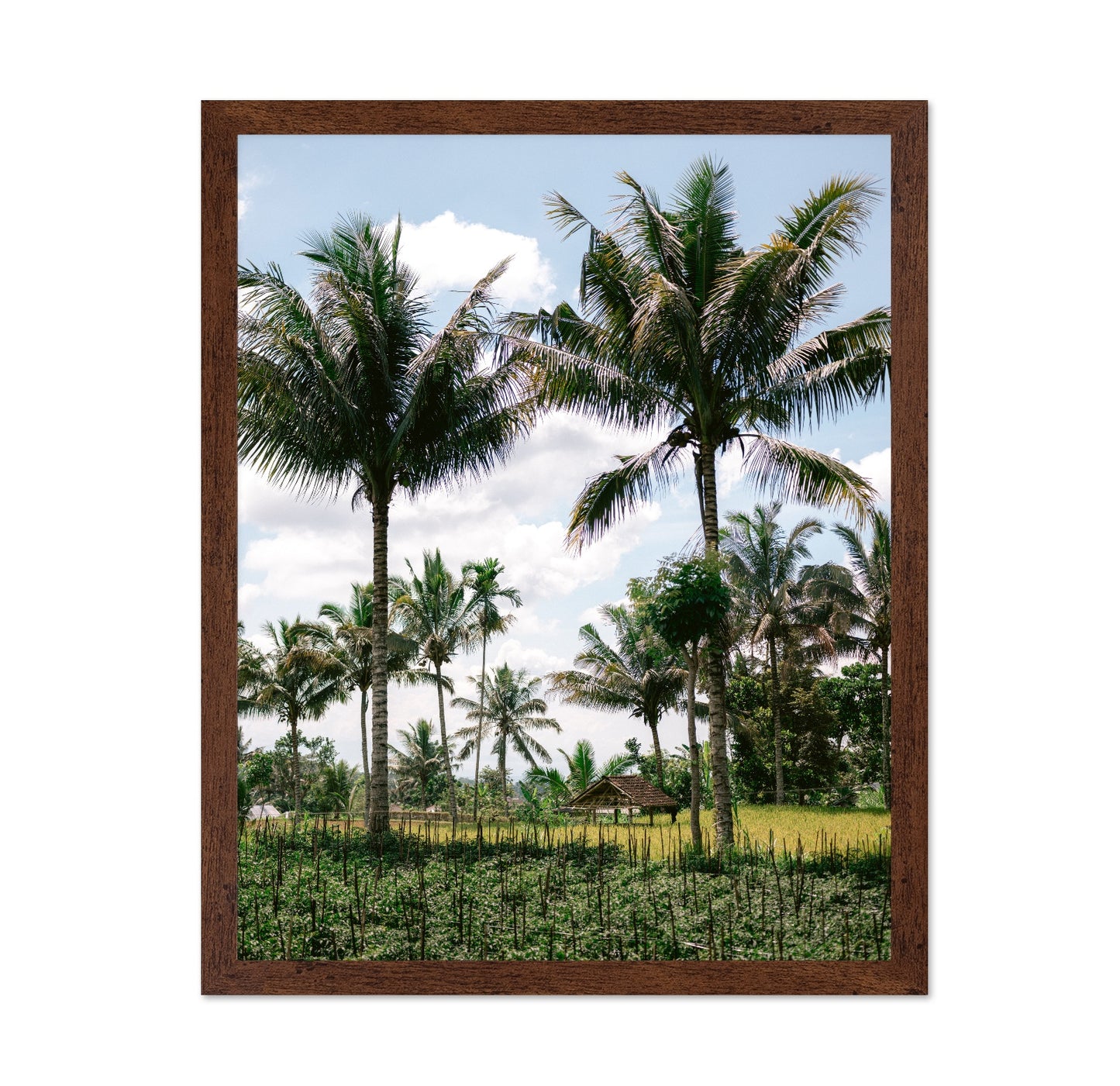 Lombok Palm Grove