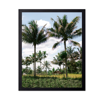 Lombok Palm Grove