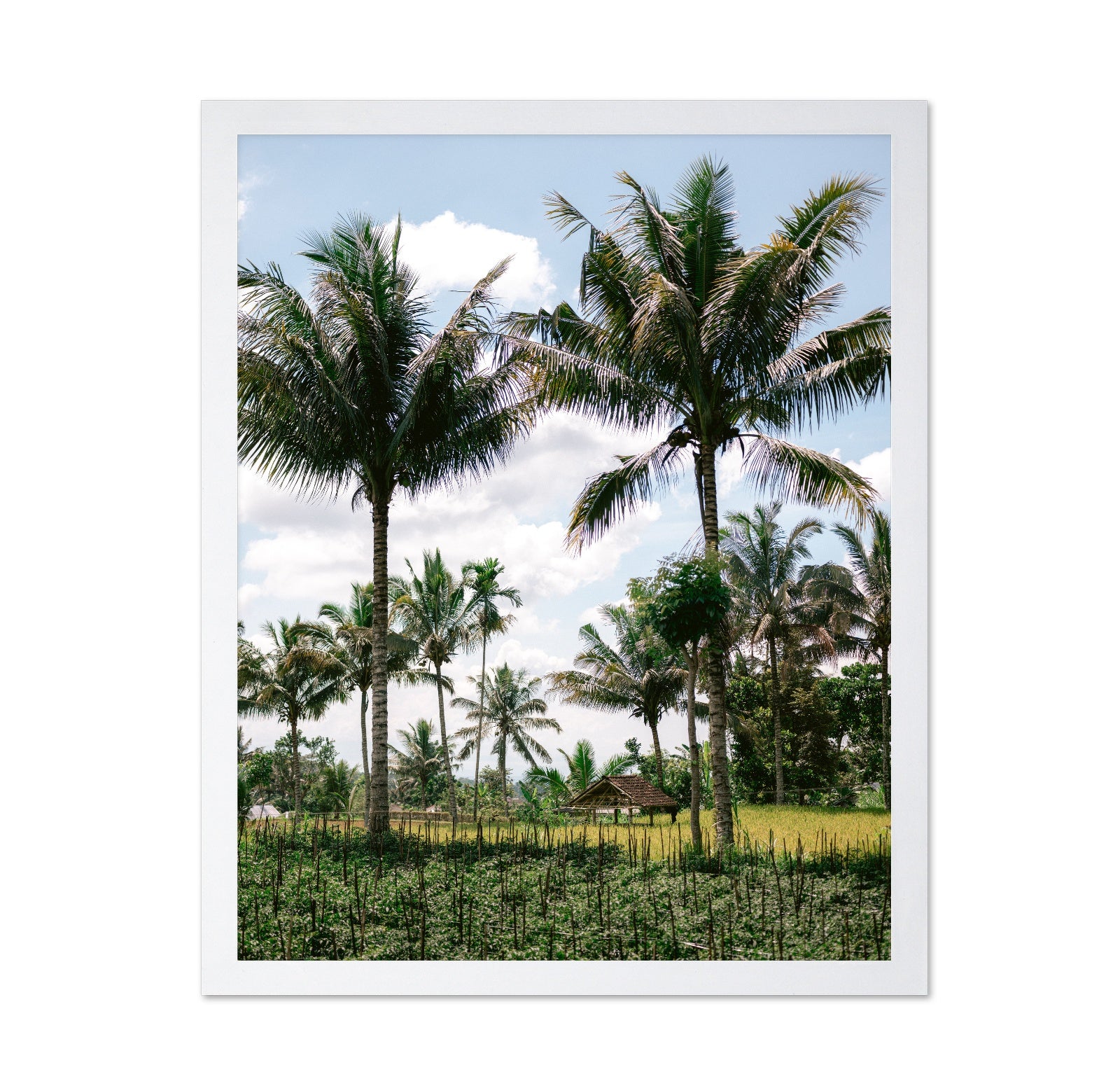 Lombok Palm Grove