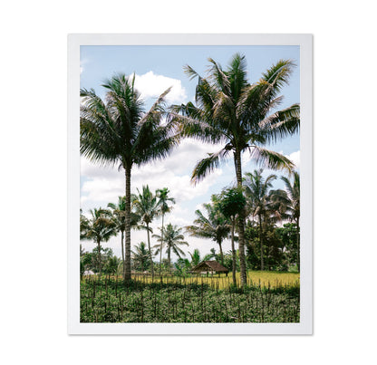 Lombok Palm Grove