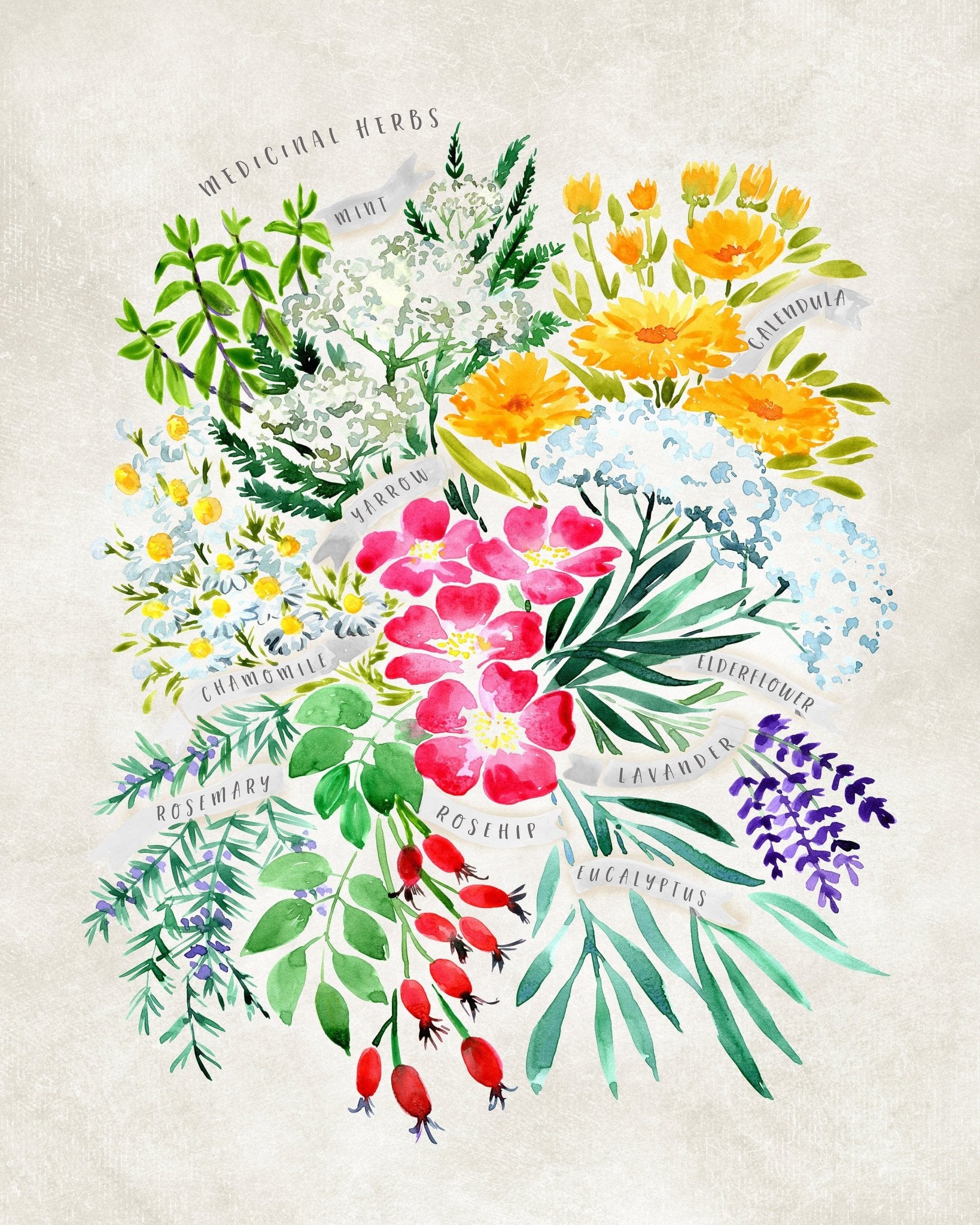 Medicinal Herbs
