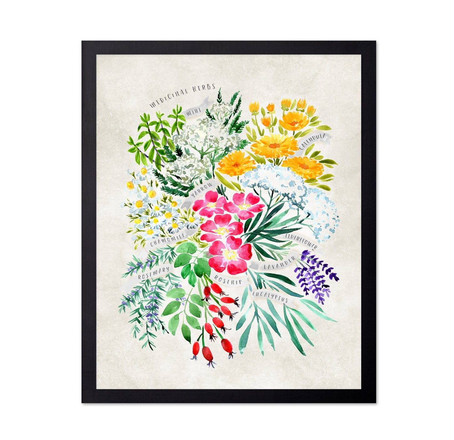 Medicinal Herbs