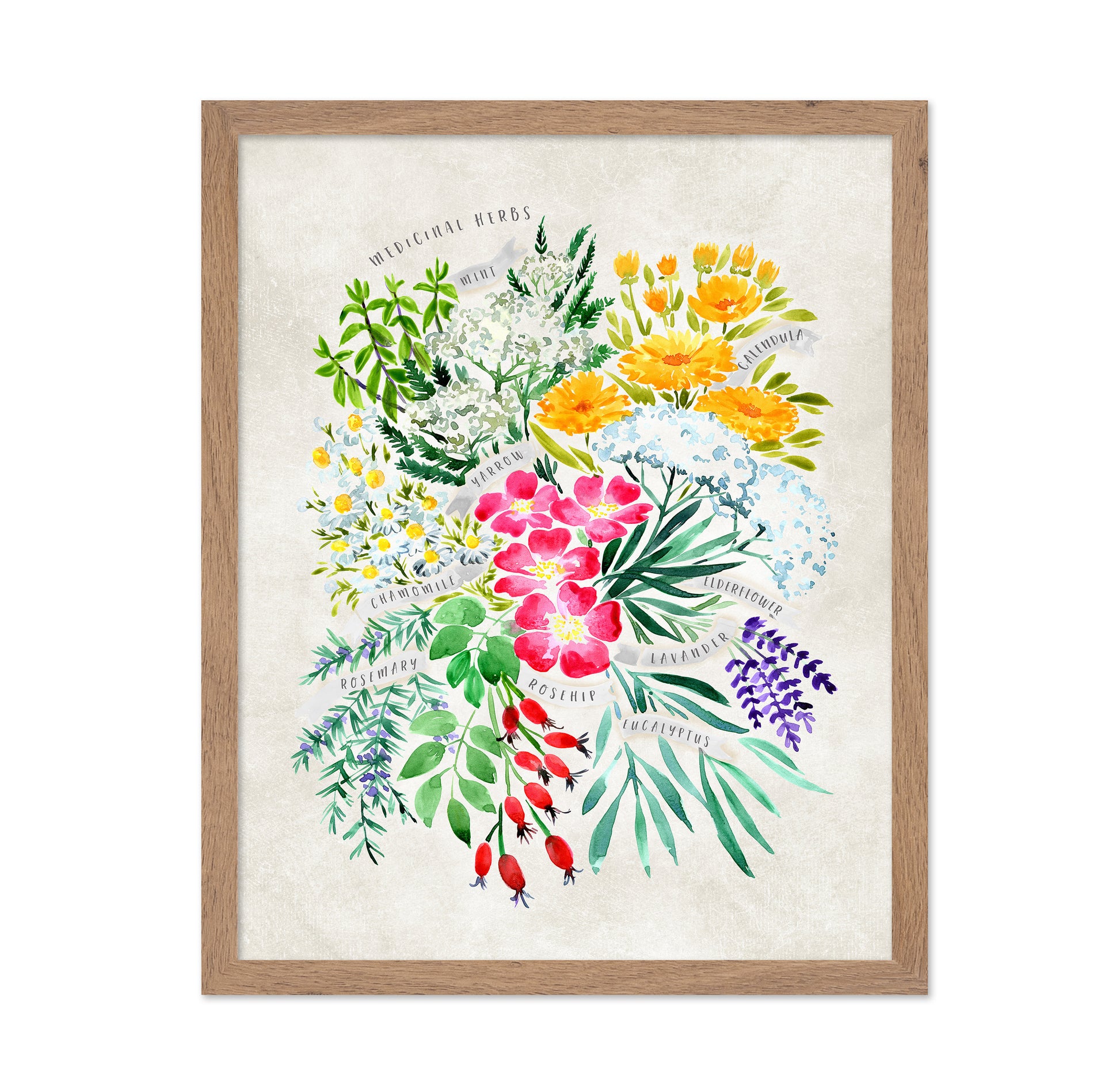 Medicinal Herbs